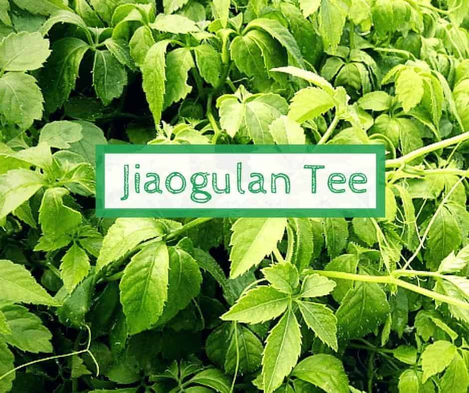 Jiaogulan Tee Wirkung, Nebenwirkung und Zubereitung