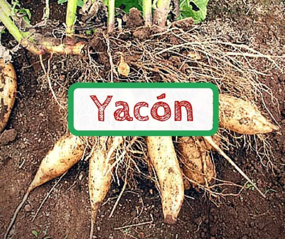 yacon sirup gesund