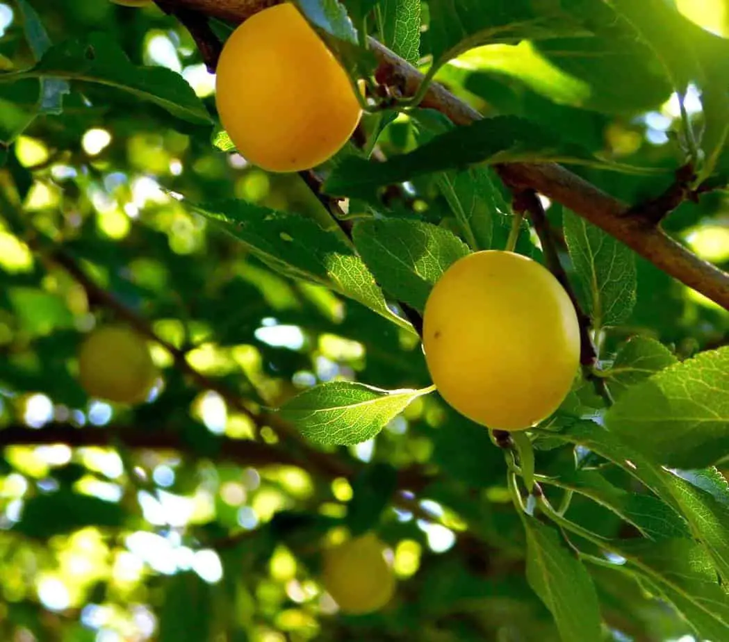 Warum Mirabellen gesund sind | Ab heute gesund!